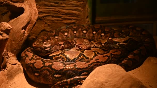 Gran Serpiente Boa Durmiendo Por Noche — Vídeo de stock