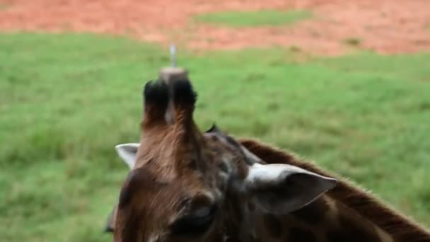 Bir Zürafa Güneşli Bir Günde Rahatlatıcı Bir Yürüyüş Yapar — Stok video