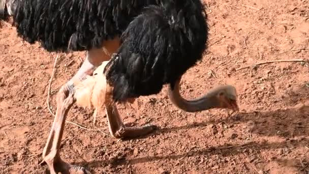 Struisvogel Wandelt Een Zonnige Dag — Stockvideo