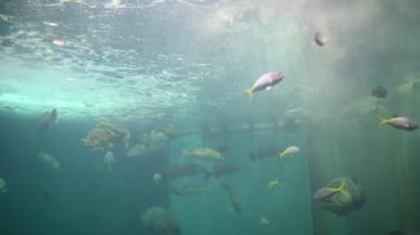 Akvaryumdaki mercan ve deniz balıkları.