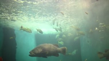 Akvaryumdaki mercan ve deniz balıkları.