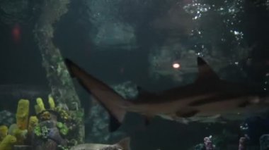 Akvaryumdaki mercan ve deniz balıkları.