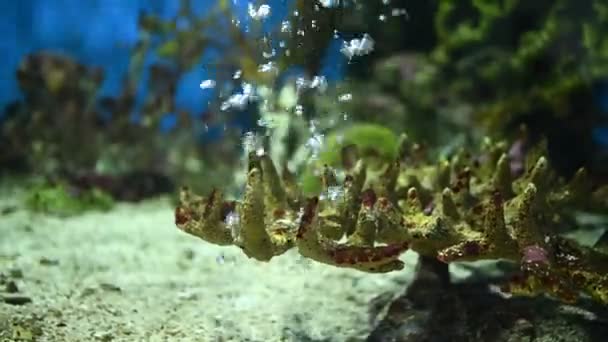 Κοράλλι Και Θαλασσινά Ψάρια Στο Ενυδρείο — Αρχείο Βίντεο
