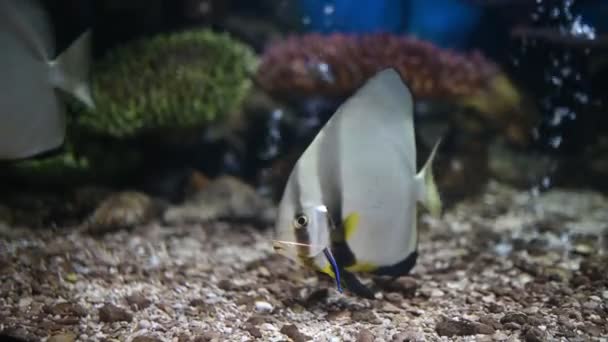 Коралова Морська Риба Акваріумі — стокове відео