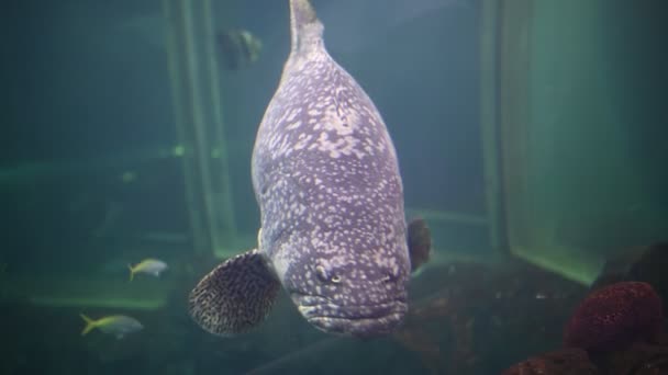 Corail Poissons Mer Dans Aquarium — Video
