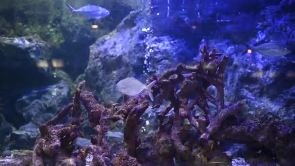 Corallo Pesci Mare Acquario — Video Stock