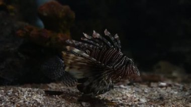 Akvaryumdaki mercan ve deniz balıkları.