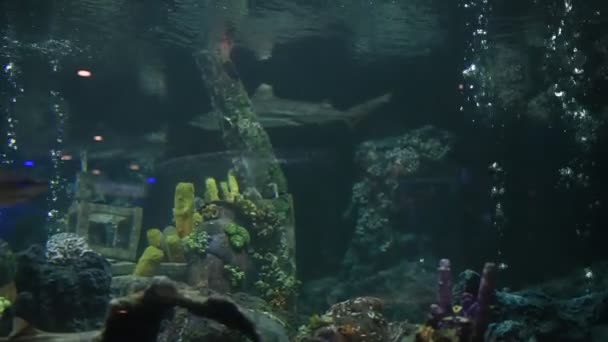 Κοράλλι Και Θαλασσινά Ψάρια Στο Ενυδρείο — Αρχείο Βίντεο