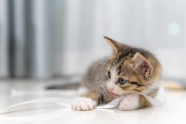 Cute kitten sleeping,Pet love concept