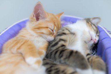 Cute kitten sleeping,Pet love concept