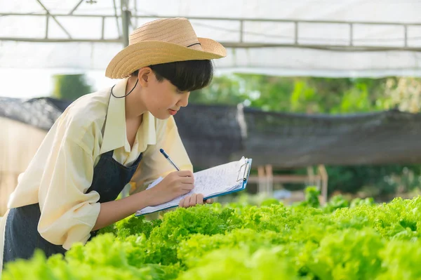 Asian farmer woman working at salad farm,Female asia Growing vegetables for a wholesale business in the fresh market