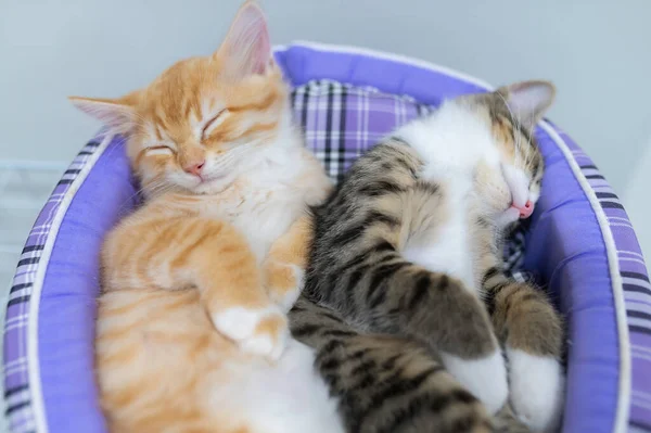 Cute Kitten Sleeping Pet Love Concept — 스톡 사진