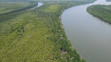 İnsansız hava aracından mangrov ormanının kuş bakışı görüntüsü..