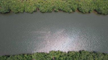 İnsansız hava aracından mangrov ormanının kuş bakışı görüntüsü..