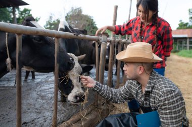 Asyalı çiftçi şehrin dışındaki kırsal bir mandırada çalışıyor, inekli gençler...