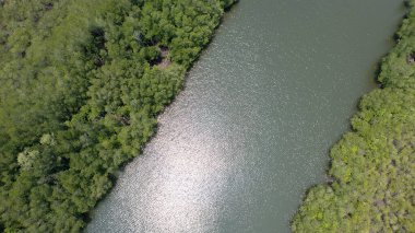 İnsansız hava aracından mangrov ormanının kuş bakışı görüntüsü..