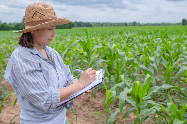 stock image Female farmer working at corn farm,Collect data on the growth of corn plants