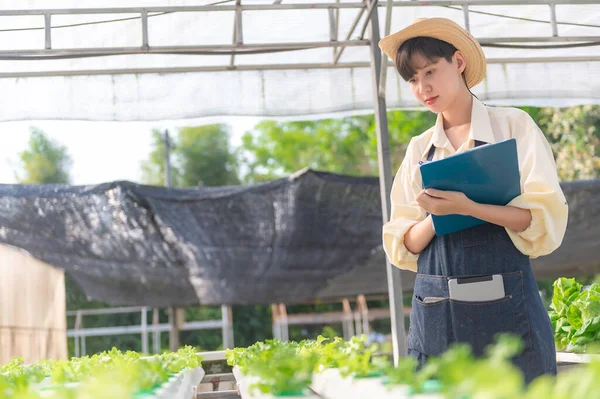 Asian farmer woman working at salad farm,Female asia Growing vegetables for a wholesale business in the fresh market