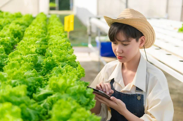 stock image Asian farmer woman working at salad farm,Female asia Growing vegetables for a wholesale business in the fresh market