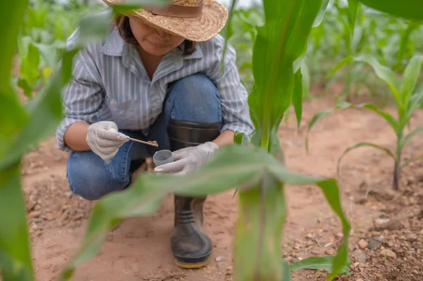 Female Farmer Working Corn Farm Collect Data Growth Corn Plants — Stockfoto