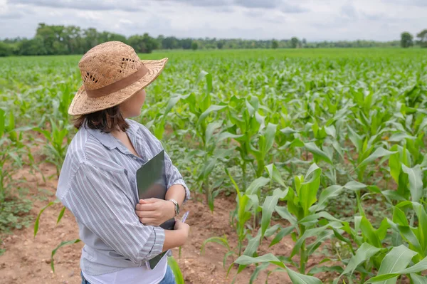 Женщины Фермеры Работающие Кукурузной Ферме Собирают Данные Росте Кукурузных Растений — стоковое фото
