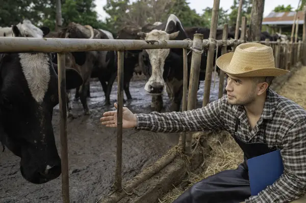 Asian farmer work in a rural dairy farm outside the city. Young man with cow