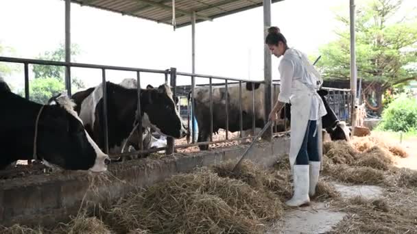 Азиатский Фермер Работает Сельской Молочной Ферме Городом Молодая Женщина Коровами — стоковое видео