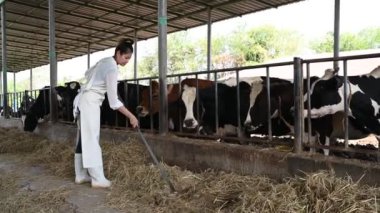 Asyalı çiftçi şehrin dışındaki kırsal bir mandırada çalışıyor, inekli genç bir kadın.
