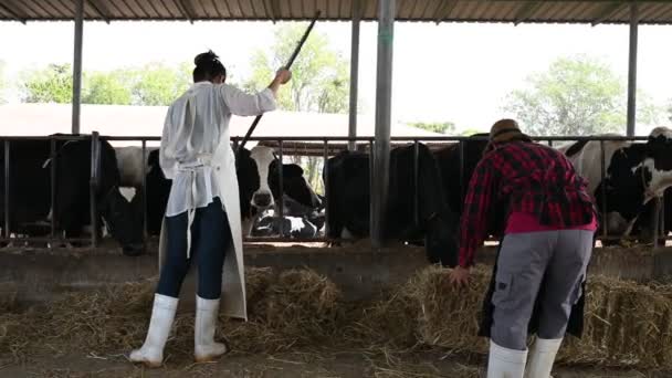 Azjatyccy Rolnicy Pracują Wiejskim Gospodarstwie Mleczarskim Poza Miastem Młodzi Ludzie — Wideo stockowe