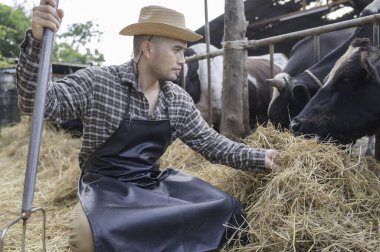 Asyalı çiftçi şehrin dışındaki kırsal bir mandırada çalışıyor, inekli gençler...