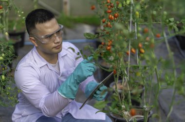 Domates çeşitlerini geliştirme amaçlı domates örnekleri toplayan bilim insanları veya gıda araştırmacıları, Asyalı çiftçiler, işlem fabrikalarına satmak ve işlemek için olgun domatesleri hasat ediyorlar.