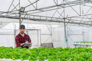 Asian farmer woman working at salad farm,Female asia Growing vegetables for a wholesale business in the fresh market