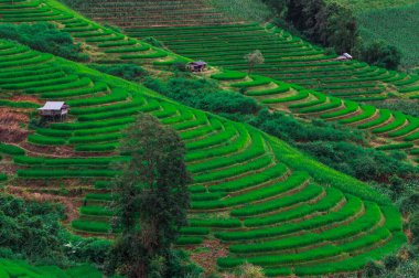 Chiengmai 'deki dağdaki Bongpieng pirinç terası Tayland' ın en güzel pirinç terasları.