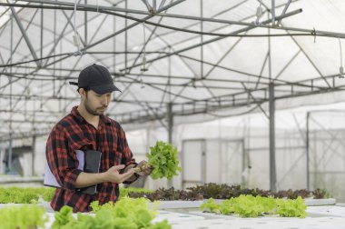 Asyalı çiftçi kadın salata çiftliğinde çalışıyor, kadın Asya taze pazarda toptan sebze yetiştiriyor.