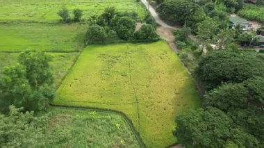 Binaları ve yeşil doğası olan köyün havadan görünüşü