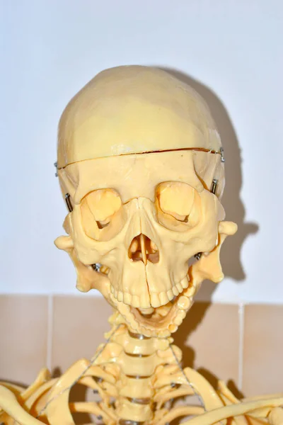 Menschliches Skelett Neben Tafel Mit Zahlen Und Einteilungen Skelettberechnung Der — Stockfoto