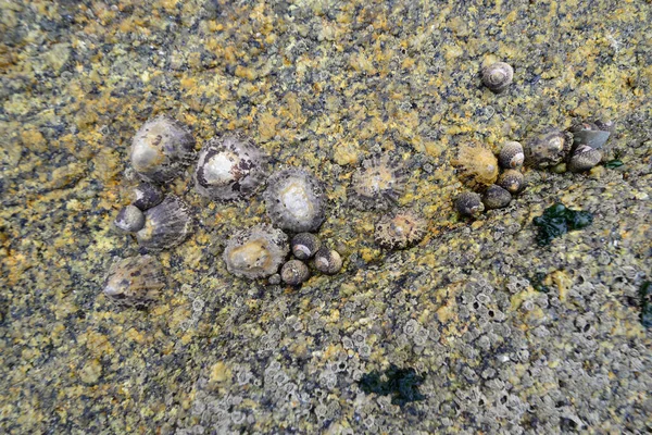 Молюски Скелях Узбережжя Галісії — стокове фото