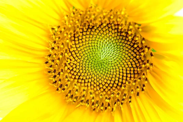 Sunflower, center of the plant where the seeds are stored.
