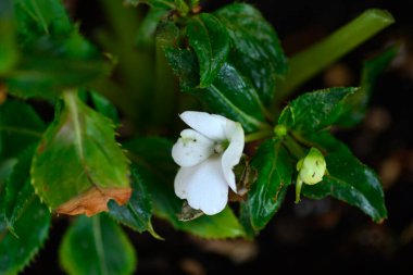 Yaprak biti istilasından dolayı hastalıklı bitki.