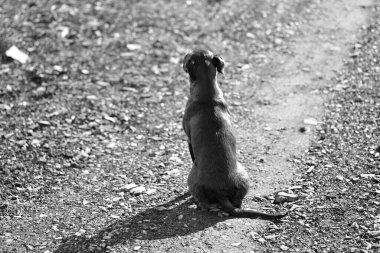 av köpeği açık kahverengi.