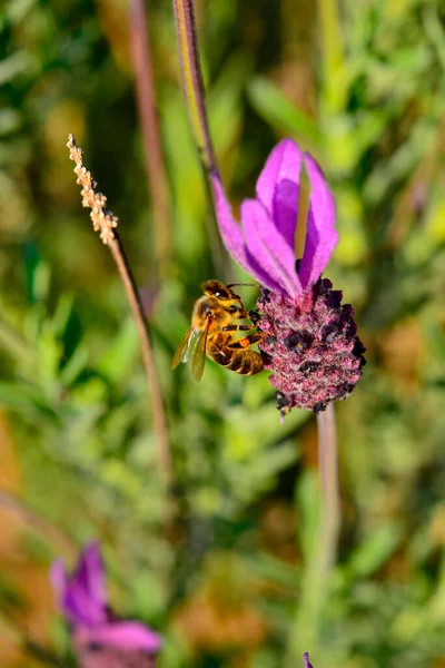 Bienen Ernähren Sich Von Lavendel Oder Lavendel Sie Während Der — Stockfoto