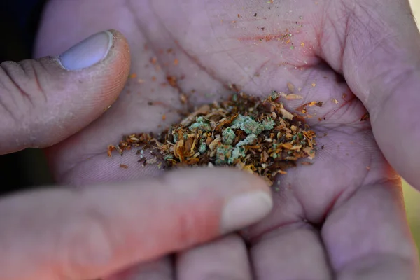 Mariguana Marihuana Ook Wel Cannabis Genoemd Man Handen Rollen Een Stockafbeelding
