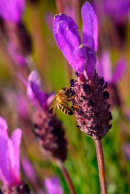 Arı lavanta ya da lavanta ile beslenir, burada polen ve bal toplarlar..