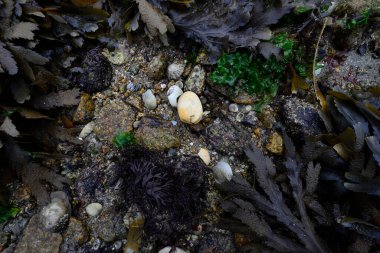 Galiçya sahillerindeki kayalıklarda kabuklu deniz hayvanları ve algler..