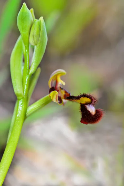 Ophrys speculum is an orchid, monopodial and terrestrial, belonging to the Orchidinae subtribe. It is one of the popularly called bee orchid.