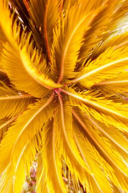 Sarı renkli palmiye yaprağı, tasarım ve arka plan ve dokular için ideal.