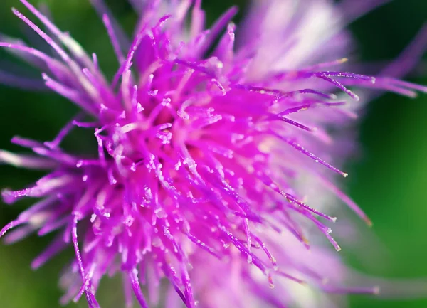 Yeşil arka planda ince bir taç yaprağının soyutlanması.