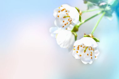 Mavi gökyüzünde çiçek açan erik ya da kiraz dalı, doğal bahar arkaplanı.