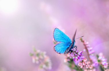 Kenevir çiçeğinin üzerinde oturan mavi bir kelebeğin makro fotoğrafı. Çiçekli vahşi peri fundalığı