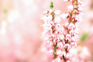 Çiçek açan yabani kenevir (Calluna vulgaris). Doğa, çiçek arka planı.
